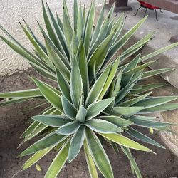 2ft Catcus Plant With Pot