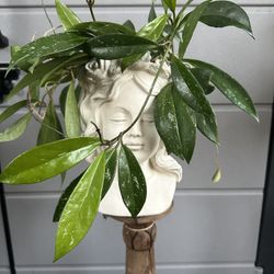 Hoya pubicalyx plant with planter 