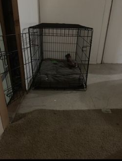 Large dog kennel