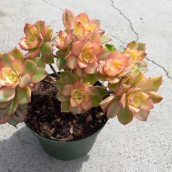 Kiwi succulent Plant 4.00 dlls.