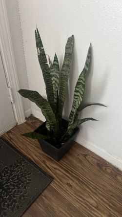 Snake Plant Real