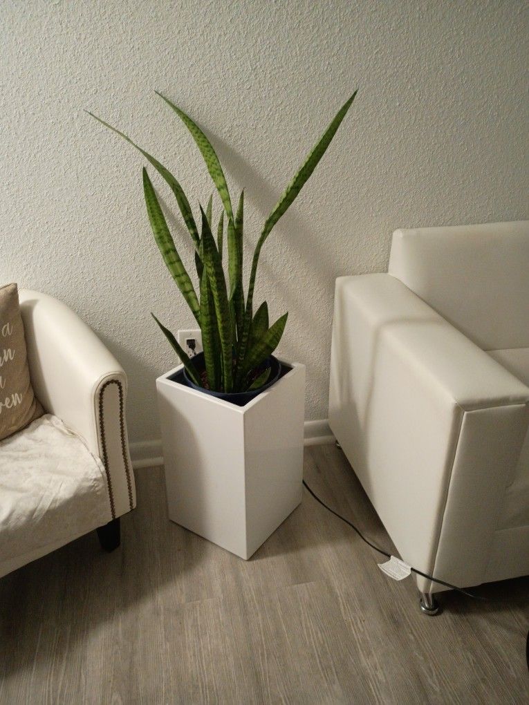 Beautiful Tree With Vase