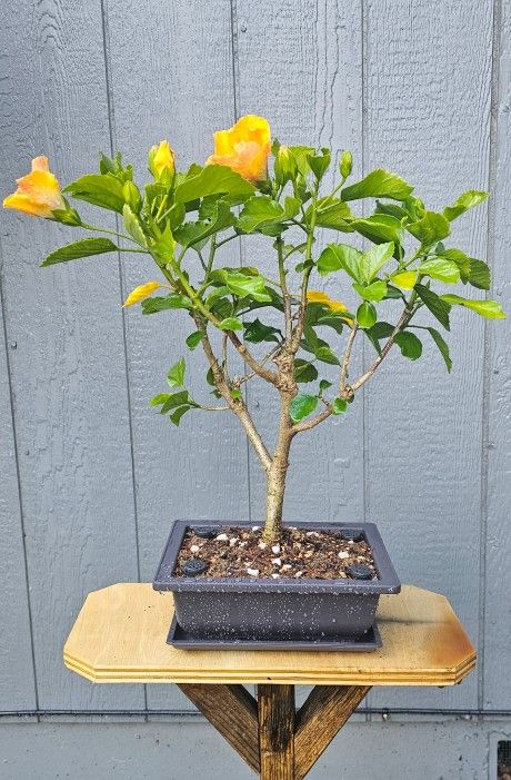 Hibiscus Bonsai Tree