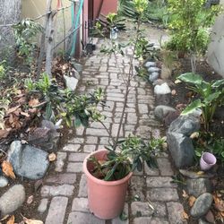 4 Feet Tall Japanese Cheese Wood, Mock Orange $28