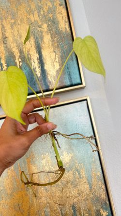 1$ plant cuttings
