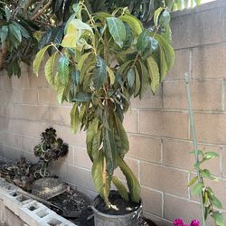 Locuat Tree
