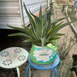 Plant