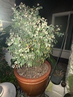 Grown Snow Bush Plant In Pot