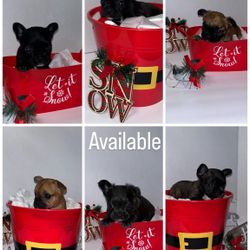 Christmas Buckets For Sale