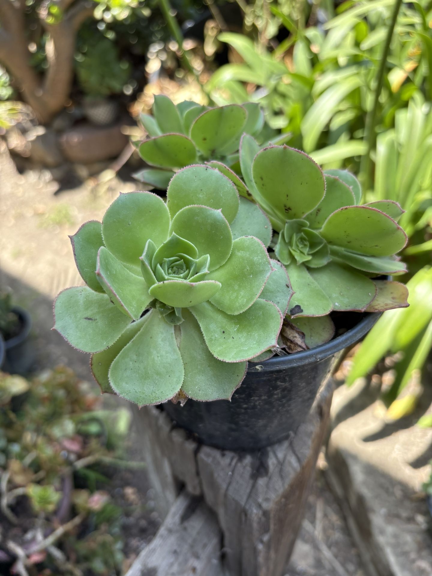Succulents