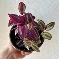 Tradescantia Zebrina 