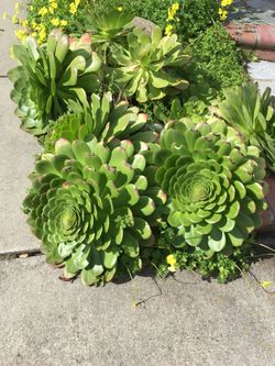 Beautiful large Succulents.