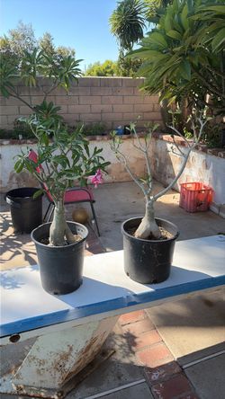 2 Healthy Desert Rose