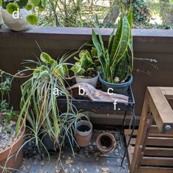 Assorted Plants And Stand $20!!!