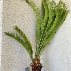 Sago Palm Plant / Tree - For Propagation 