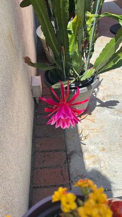 Brilliant Succulent with beautiful  large flower