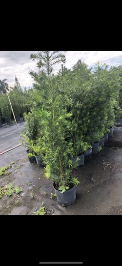 7 gallon podocarpus