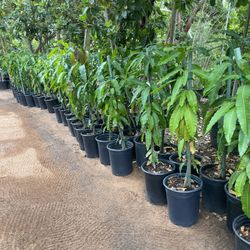 5 Gallon Size- Mango Trees- Almond Trees- Persimmon Trees- Passion Fruit Vines- Sapote Trees- Cherimoya Trees- Strawberry Guava Trees- Lemon Guava Tre