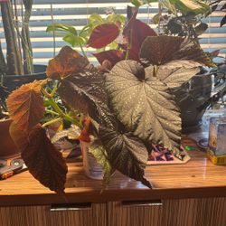 4 Begonia Cuttings