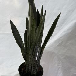 6” Sansiveria Silver Princess 