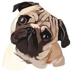 Pugs For Rehome