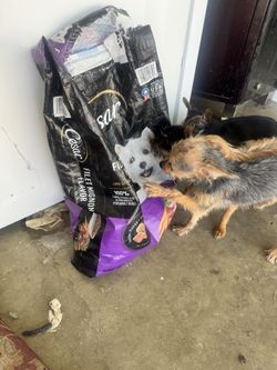 dog food