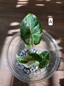 Alocasia black velvet pink