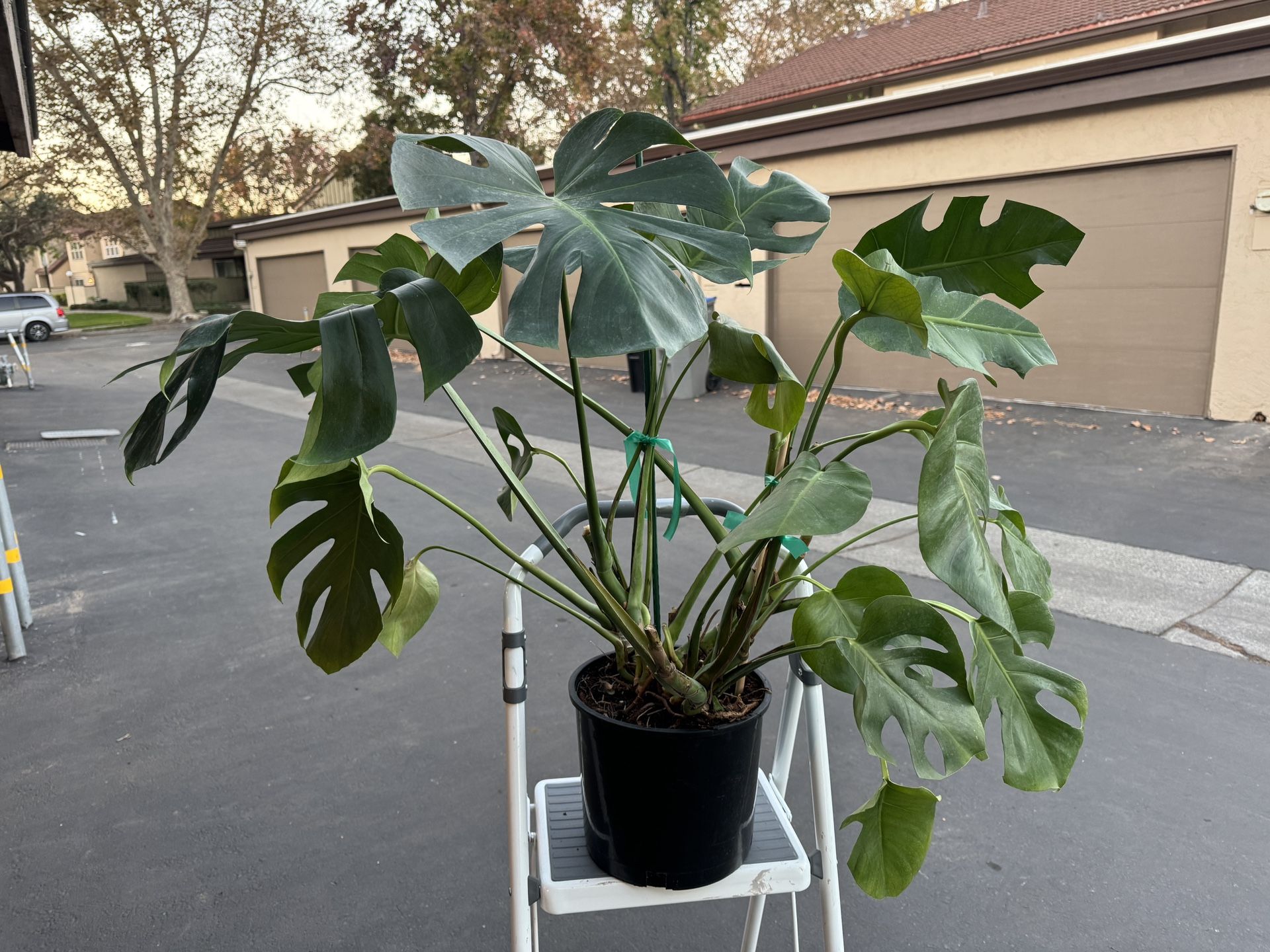 Swiss Monstera $30