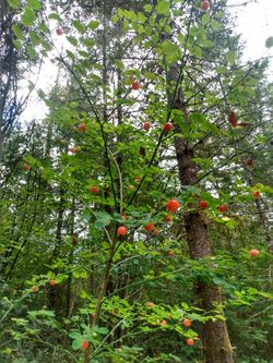 Red Huckleberry Shrub Native Plant