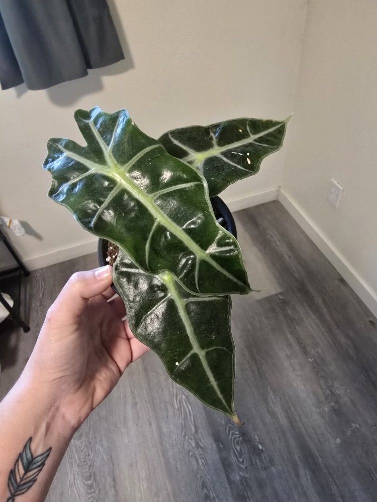 Alocasia Plants