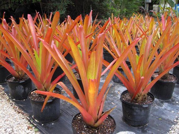 Bromelaids (live plants)