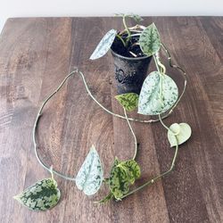 Scindapsus pictus silvery Anne 