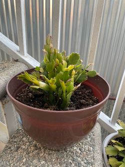 Cactus de Navidad