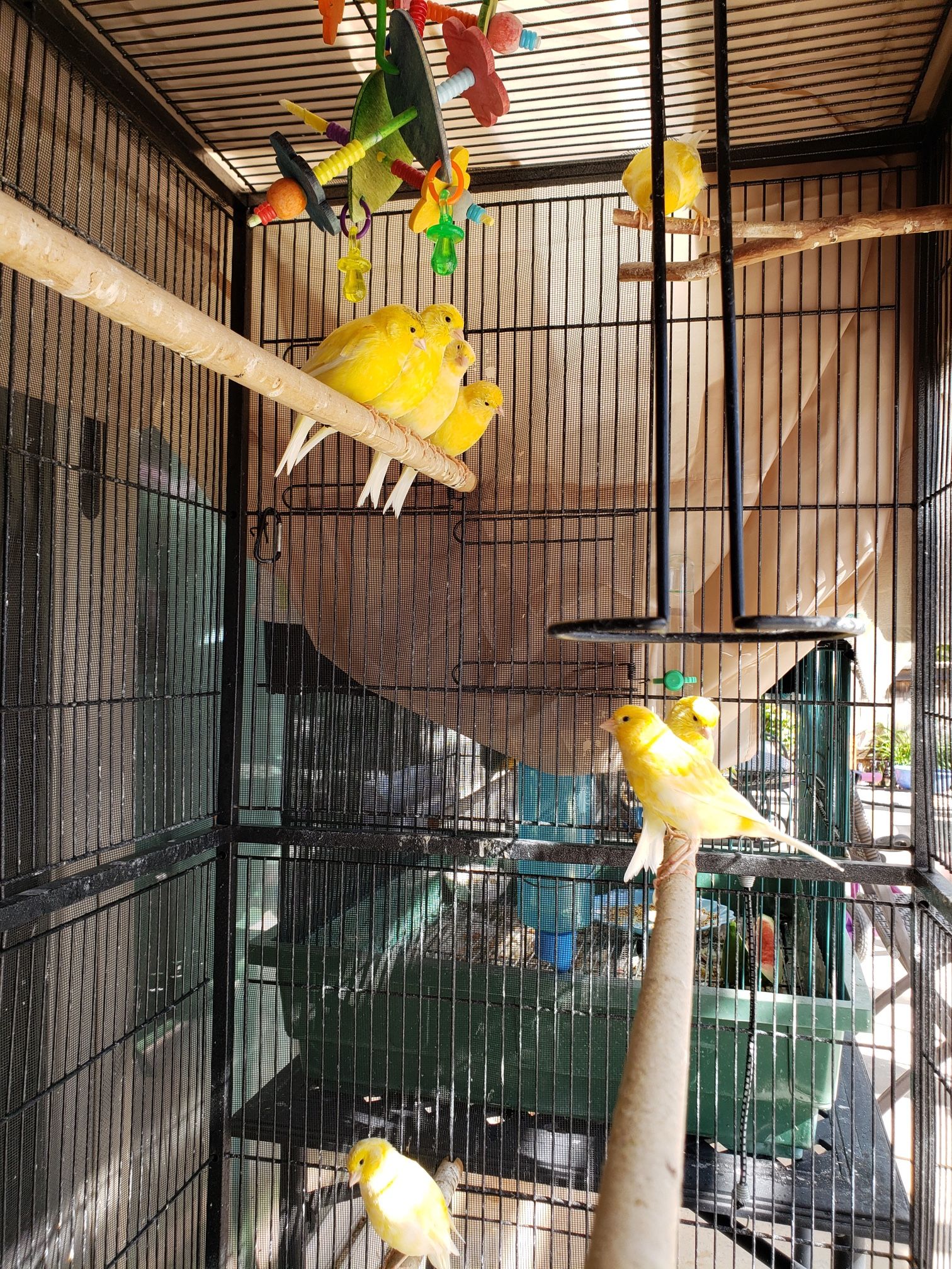 Bird Cage For Canary