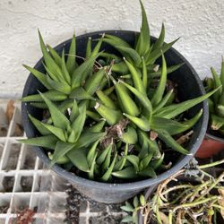 6in Pot Aloe Succulent 