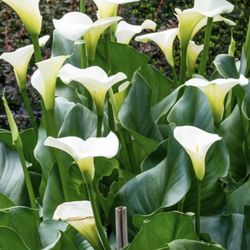  Calla Lily