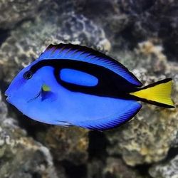 Tang Available 