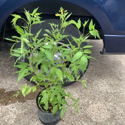 Esperanza Shrub 
