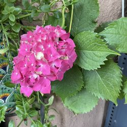 HERMOSAS PLANTAS NATURALES “HORTENSIAS PLANT 