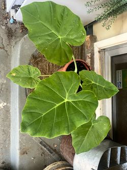 Elephant ear
