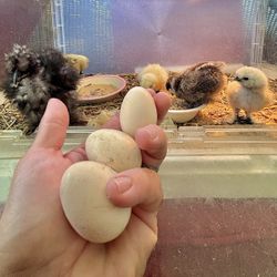 Fertile Silkie Eggs 🥚 