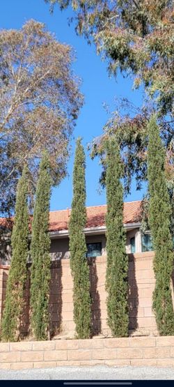 Italian Cypress trees, trees.