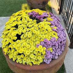 Beautiful Pots With Metal Stand