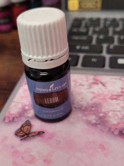 Ledum essential oil