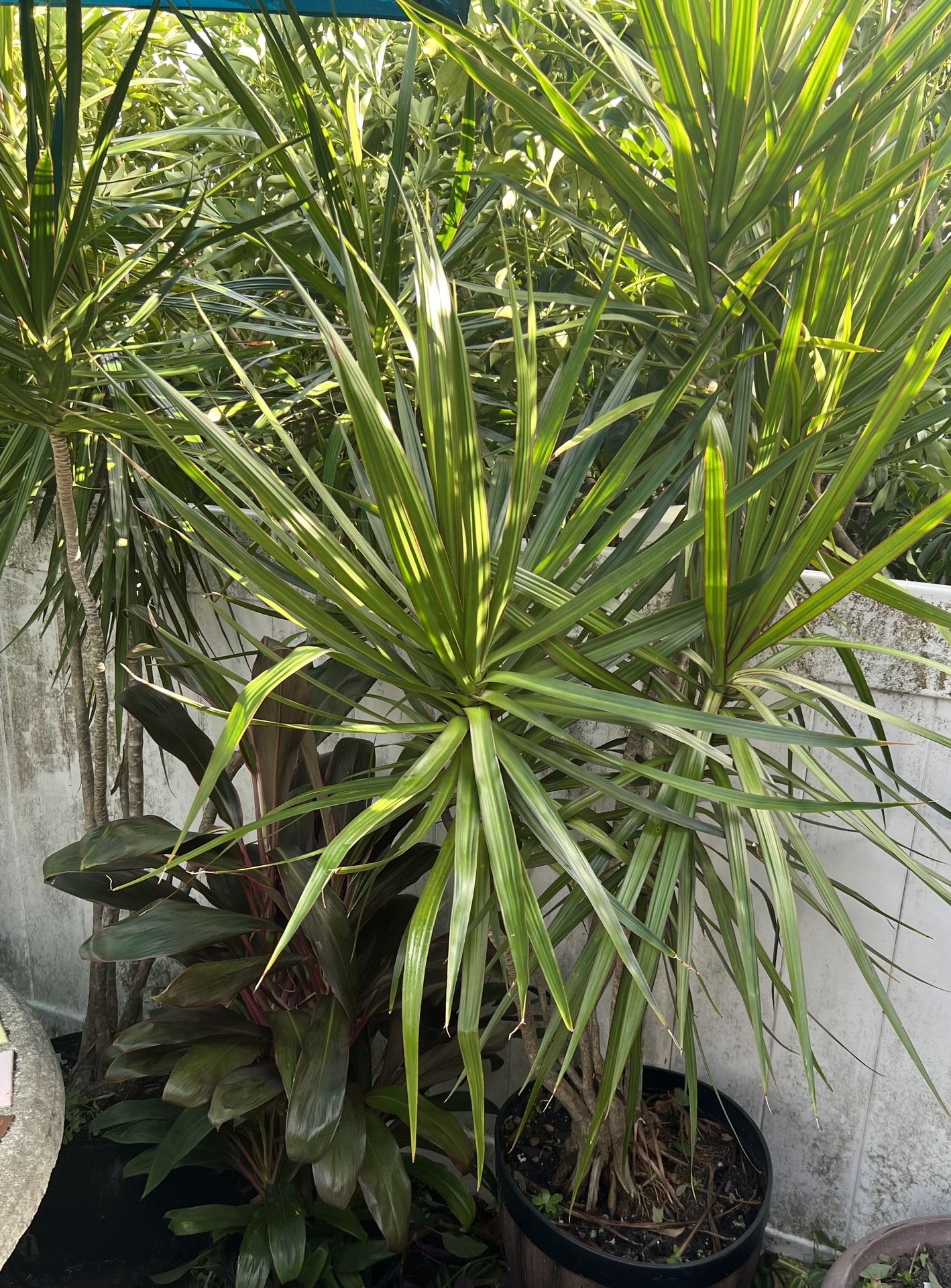 DRACAENA PLANTS FOR SALE IN CONTAINERS POTS