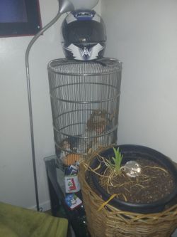 Bird Cage 