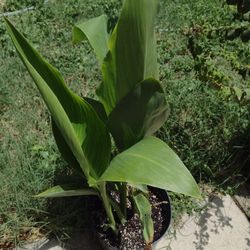 Banana Plant Thriving