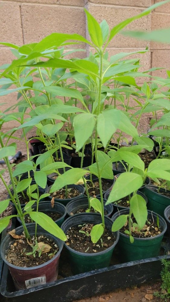 Sunchoke Seedlings (4 for $10)