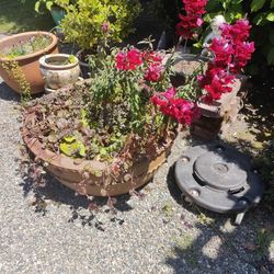 Large Terracotta Pot W/Flowers