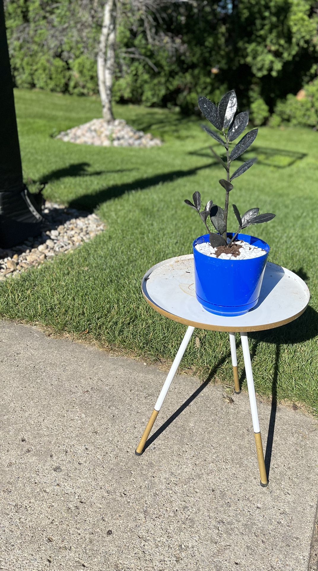 Housplants